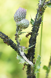 aphids, thistle, lice, infestation, ill, ants, forest