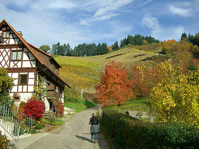 wijngaard, herfst, kleurrijke, fachwerkhaus, hemel, blauw, Oberkirch