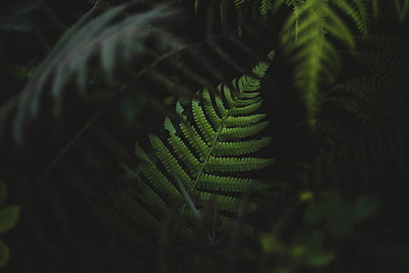 selective, focus, green, leaf, plant, fern, outdoor