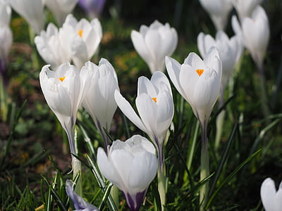 크 로커 스, 꽃, 봄, bühen, 하얀, 다채로운, 꽃