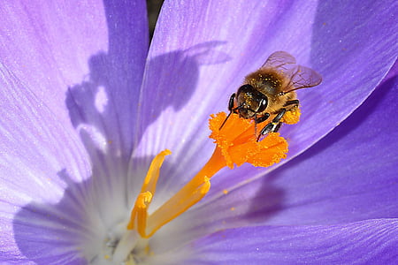 blossom, bloom, stamp, insect, crocus, spring, bee