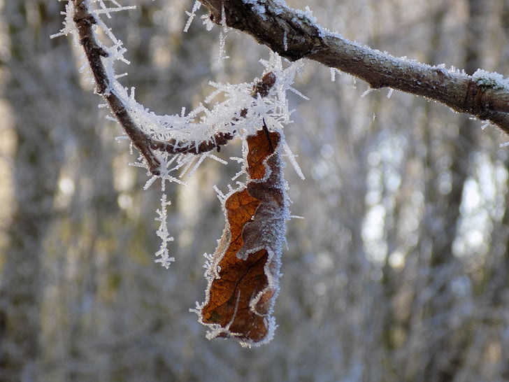 Frost, hladno, zamrznjeni, hrastov list, narave