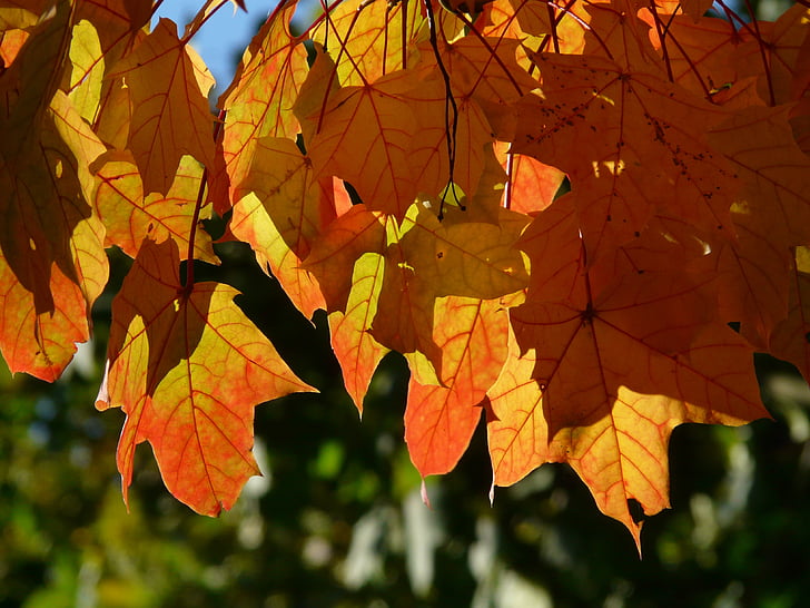 efterår blade, efterår, Ahornblade, rød, gul, orange, ahorn