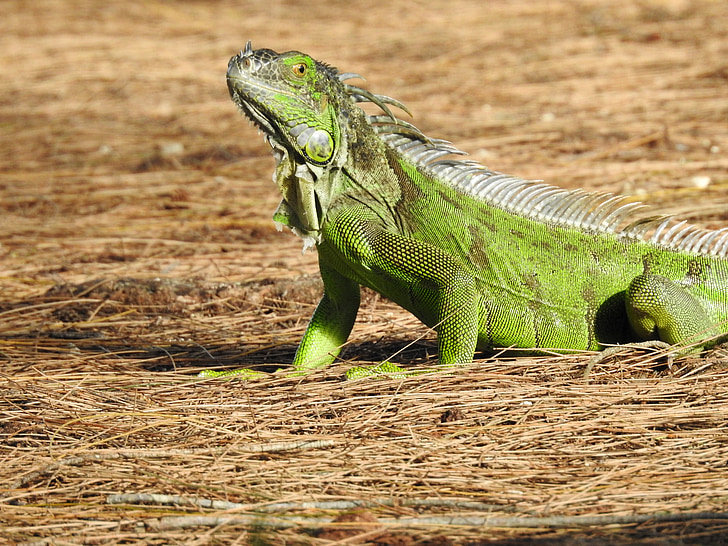 iguana, animal, tr, wildlife, reptile, green