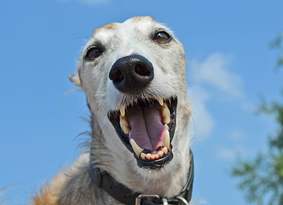 dog, animal, greyhound, spanish greyhound, snout, tooth, nose