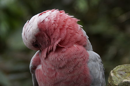 Cacatoès rosalbin, Australie, Cockatoo, oiseau, perroquet, plumage, plume