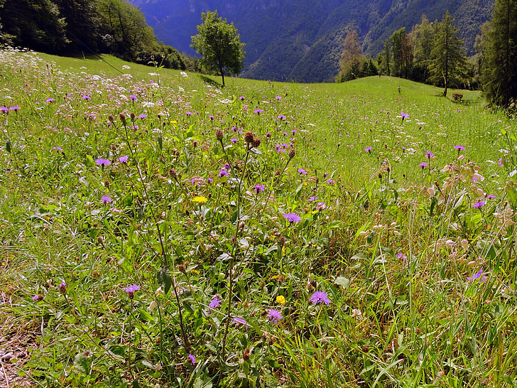 Prato, trawa, zielony, Natura, drzewa, góry
