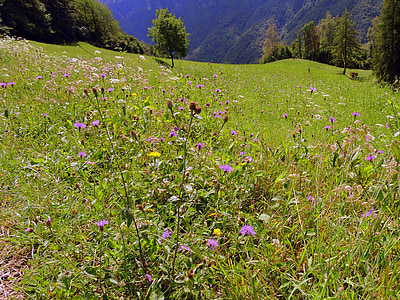 Prato, herba, verd, natura, arbres, muntanya