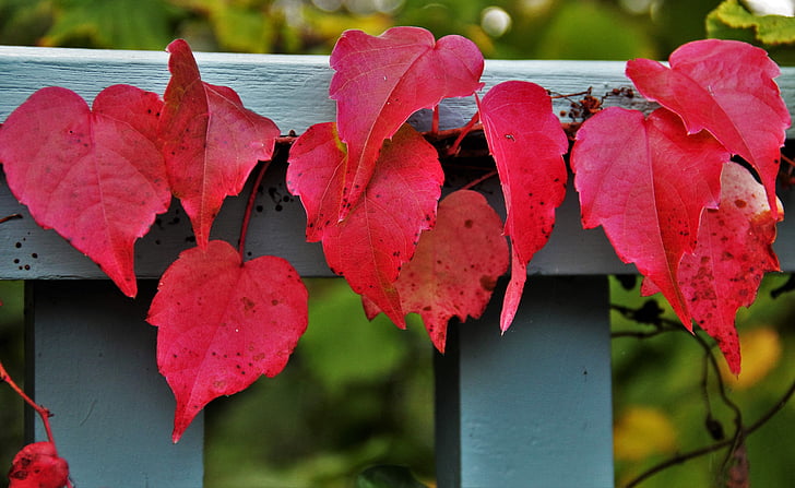 червеникаво Есенни листа, винен партньор, есенните цветове, цветовете на есента, цветни листа, есента цвят, Есен