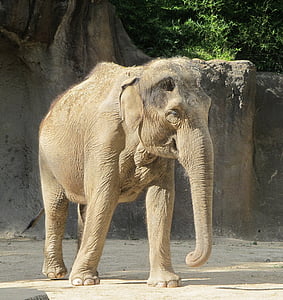 elephant, zoo, standing, big, trunk, portrait, wildlife