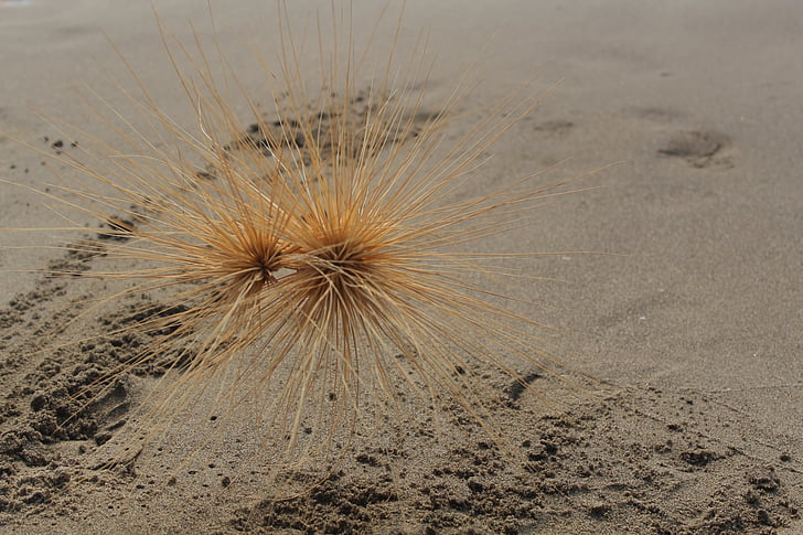 Praia de areia, seca, planta