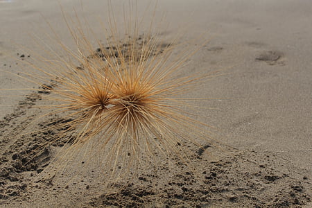 Spiaggia di sabbia, secco, pianta