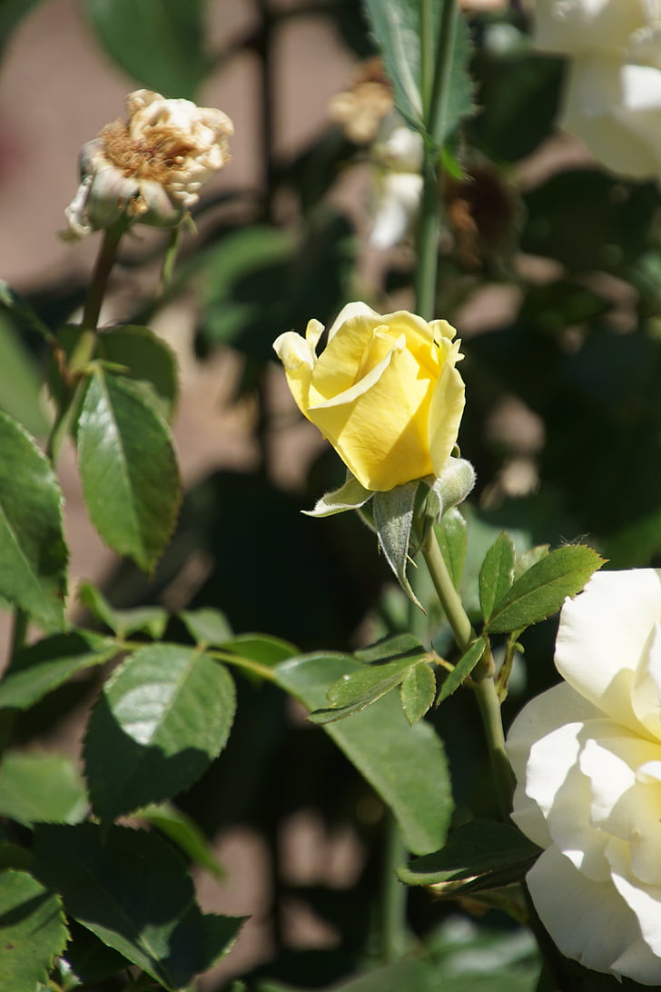 Rosa, Reina de roses, rosàcia, groc, groc brillant, blanc, flor