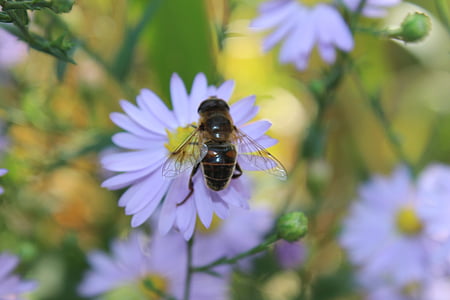 Bee, sluiten, bloem, wit, insect, dier, paars