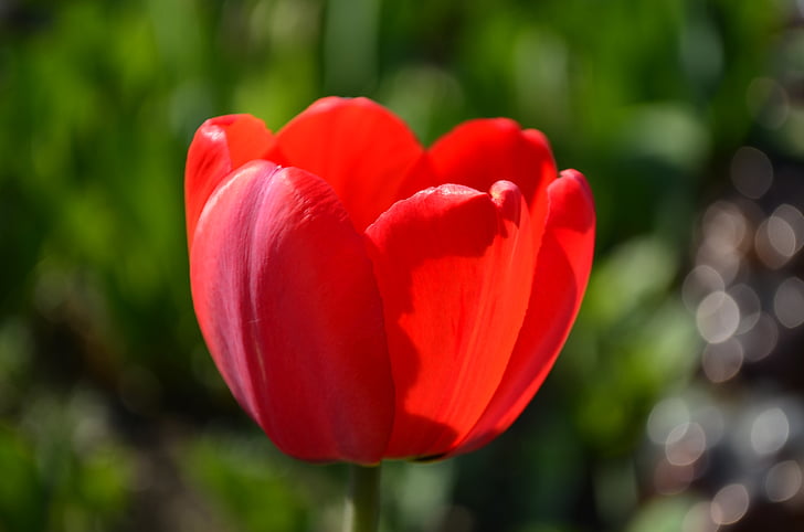 Tulip, kvet, červený tulipán, jar, červená, kvety, bud