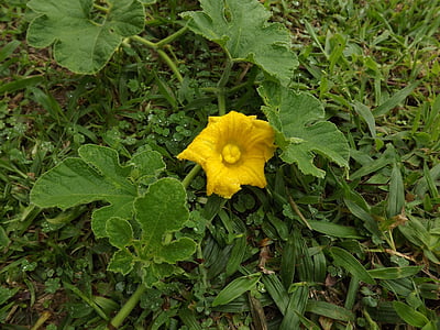 flor de calabaza, calabaza, flor, flores, campo, naturaleza, planta