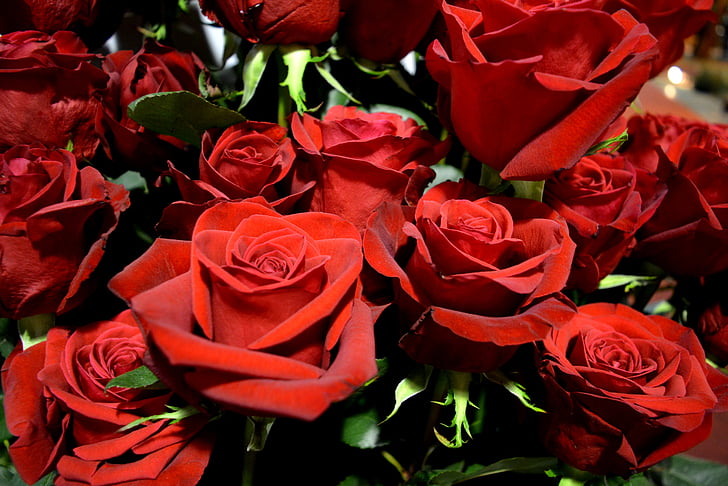 roses, red, flowers, red roses, beauty, garden, flower