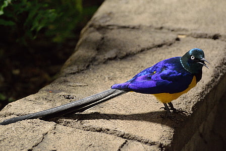 long tailed glossy starling, starling, bird, exotic, wildlife, colorful, nature