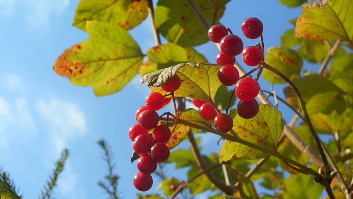 berries, late summer, garden