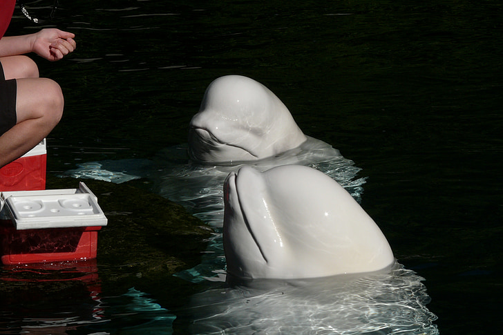 Delfin, Vancouver, Aquarium, zoogdier, dier, zee, Beluga
