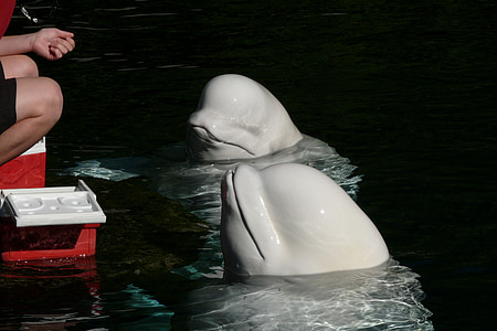 delfin, Vancouver, akvárium, az emlősök, állat, tenger, Beluga