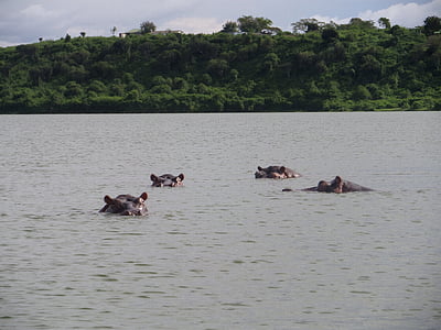 Hipopotam, dziki, Afryka, Rzeka, Safari