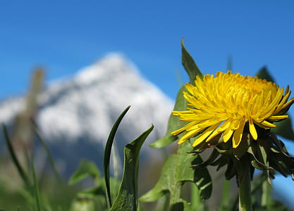 primavera, flor de primavera, diente de León, amarillo, floración, manantial de montaña, naturaleza