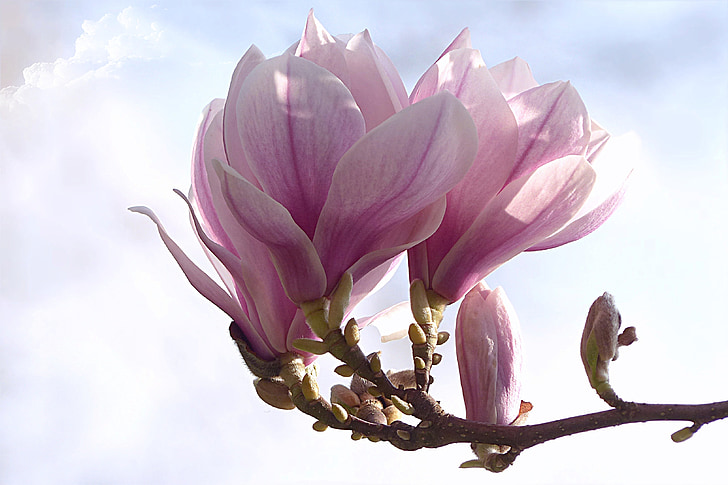 Tulip magnolia, Magnolia x soulangiana, træ, forår, natur, plante, lyserød farve