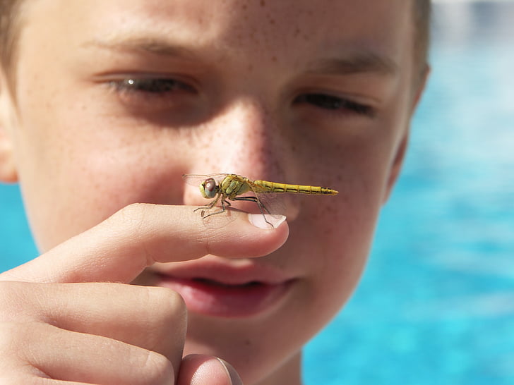 zomer, vakantie, Dragonfly, water, insect