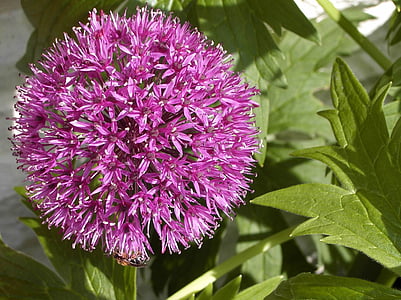 flor morada, flor con abeja, flor, naturaleza, púrpura, primavera, verano