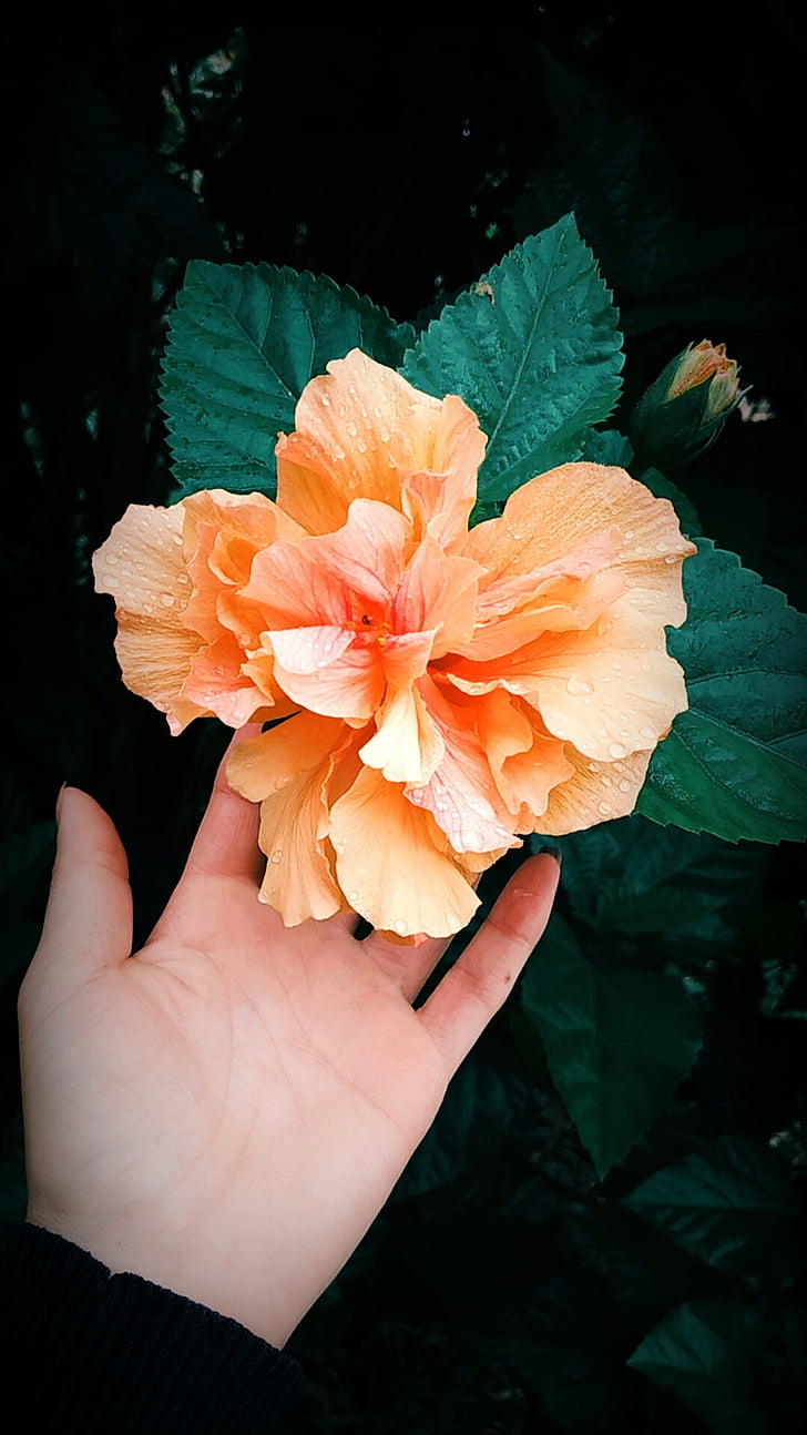 Персиковый цвет, Природа, пышные
