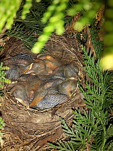 Блэкберд Янг, через несколько дней, перо, гнездо, птица, животное, Природа