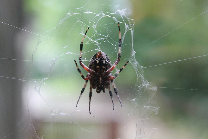 spider, creepy, spiderweb, web, cobweb, outside, nature