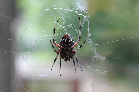 edderkopp, skumle, edderkoppspinn, Web, spindelvev, utenfor, natur