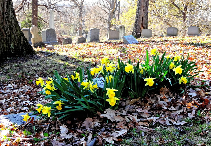 blomster, påskeliljer, kirkegård, kirkegård
