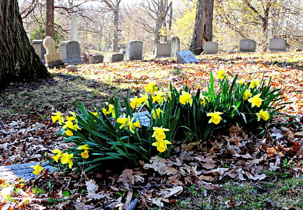 bloemen, Narcissen, kerkhof, begraafplaats