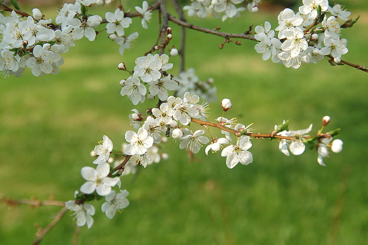 musim semi, hijau, Blossom