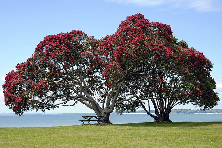 pohon pohutukawa, tradisi, Natal, Selandia Baru, Kiwi, ikon, simbol