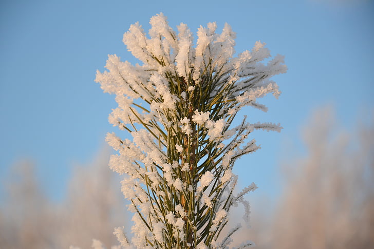 pino, punta, árbol de Navidad, árbol, invierno, nieve, LeAnn