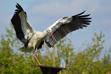 stork, fly, landing, elegant, feather, bird, plumage