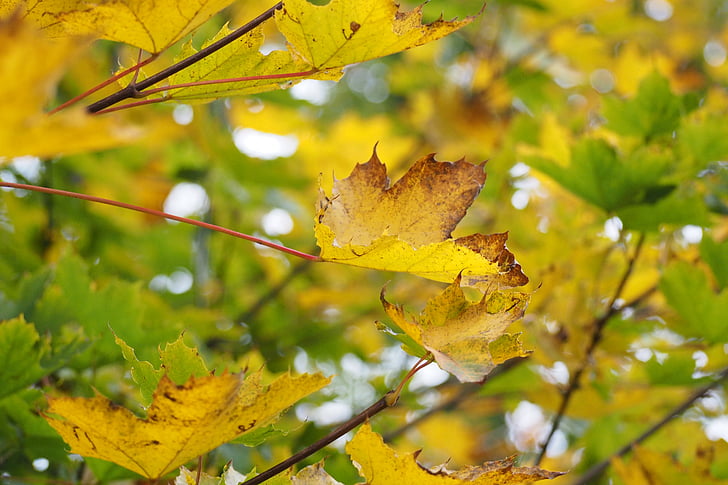 drevo, rumena, narave, listi, listje, gozd, jeseni