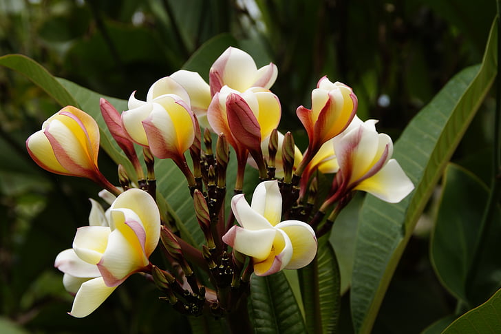 Frangipani, Temple tree, Blossom, Bloom, Plumeria, blomma, vit gul