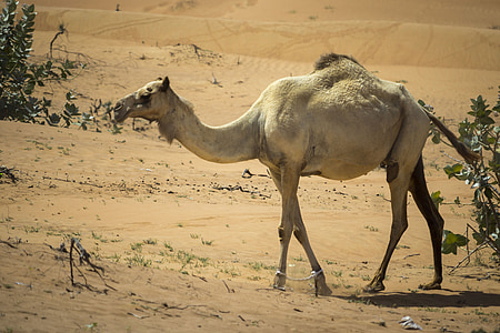 camelo, dromedário, deserto, Nero, beduíno, quente, Emirates
