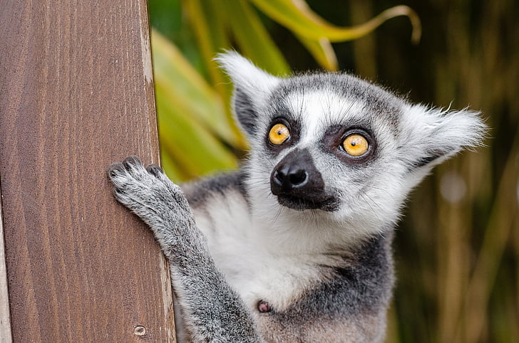 lemure, lemur munito anello, Primate, mammifero, pelliccia, grigio, Madagascar