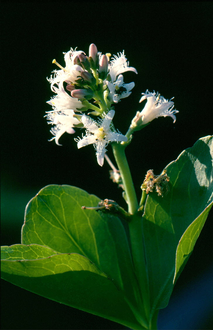bitter clover, flower, plant