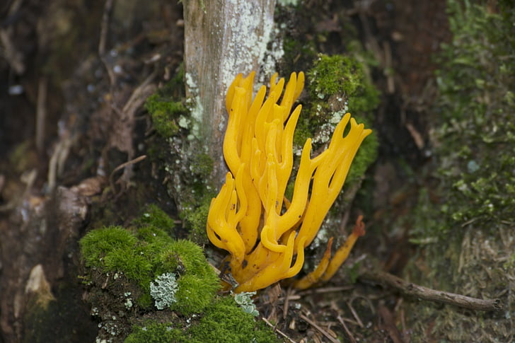 yellow, mushroom, forest, nature, autumn