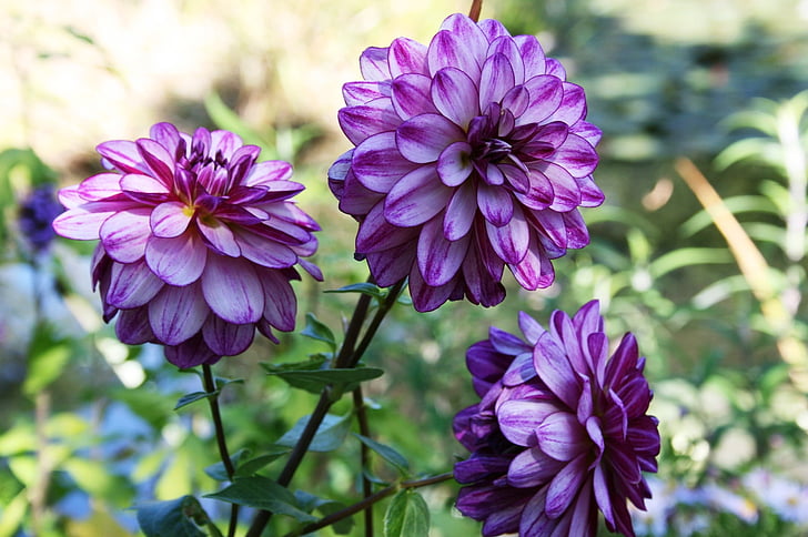 Dahlia, dahlia purple, fleur lila, fleur pourpre, fleur
