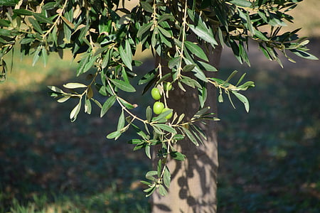 olīvas, olīvkoks, daba, augu, koks, zaļa, Olive branch