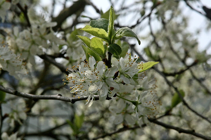 Plum tree, blomstring kvist, gren, blomster, Plum tree blomster, forår, Blossom grene