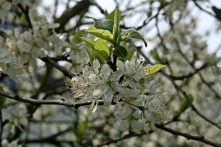 plum tree, flowering twig, branch, flowers, plum tree flowers, spring, blossom branches